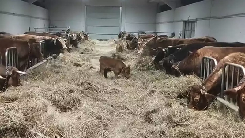 Bertatik soluciones prefabricadas para un sector agroganadero centrado en el bienestar animal