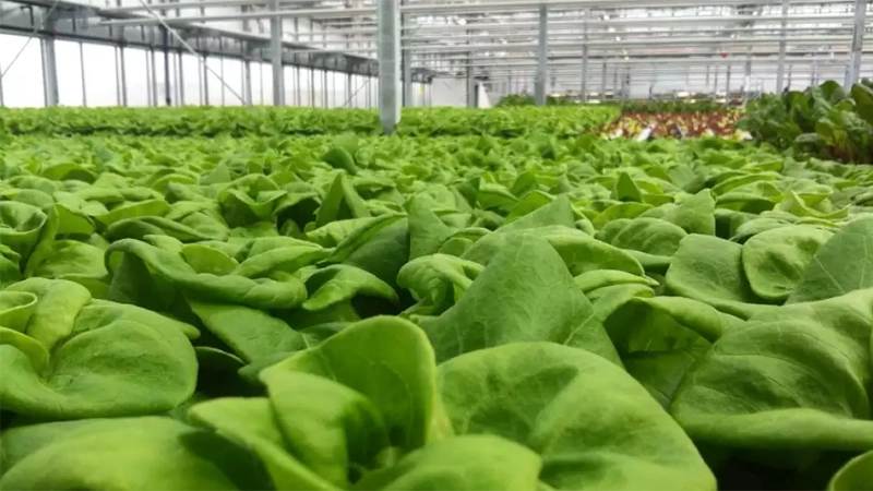 Edificación agroalimentaria con Bertatik: soluciones para un sector estratégico