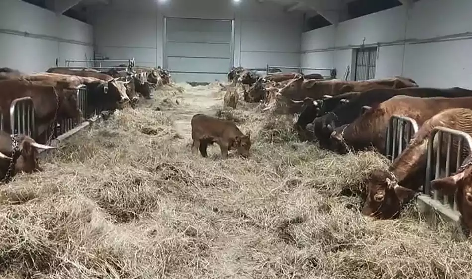 Bertatik soluciones prefabricadas para un sector agroganadero centrado en el bienestar animal