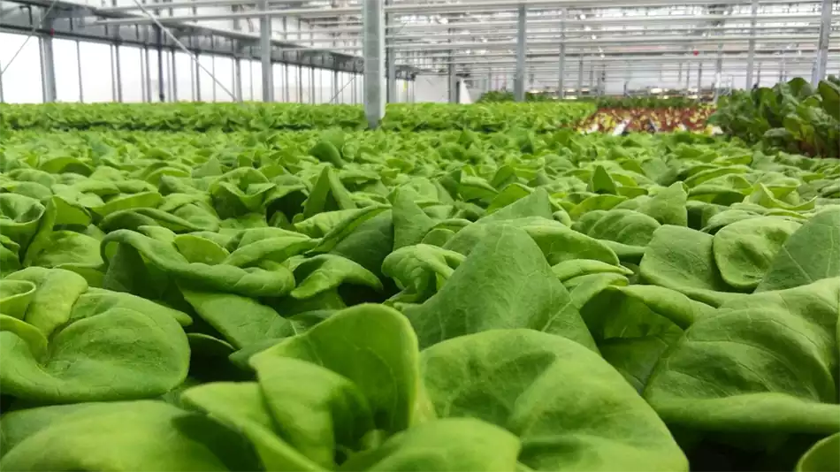 Edificación agroalimentaria con Bertatik: soluciones para un sector estratégico